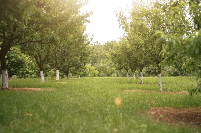 Visează, construiește, culege: Livada Paradisului – De Vânzare - 4