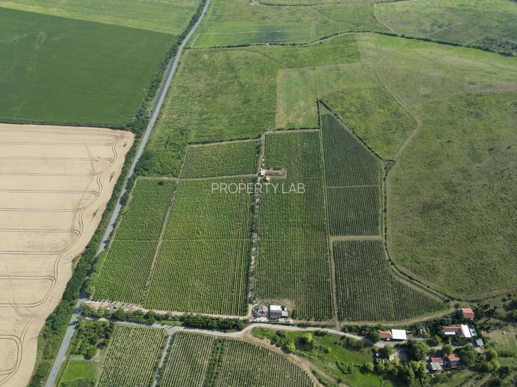 Vie Tradițională „Halta Lupilor” - 37