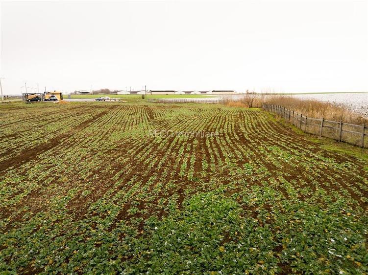 RECO . Teren extravilan  5000mp  , 110ml front . - 7