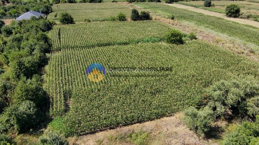 Teren intravilan 3866 mp Dumbrava Rosie - 13