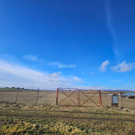 Teren intravilan - Halchiu, construire locuinte individuale - 5