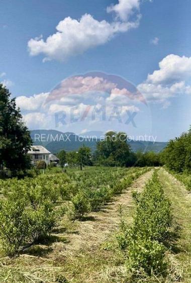 Teren 6,900mp Breb / Strada PRINCIPALA - 6