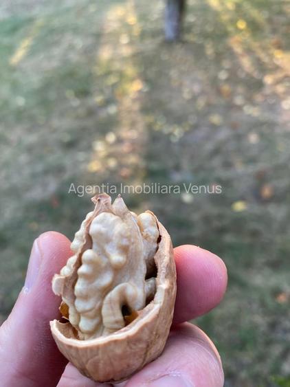 Livada de nuci cu suprafata de 4 hectare - 7