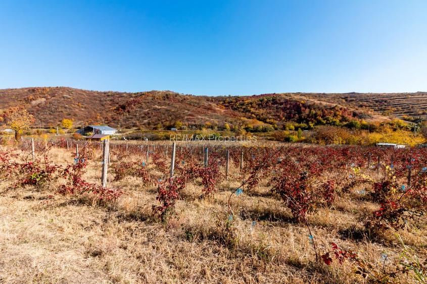 Oportunitate de investitie - Teren de vanzare I 4 ha I certificat ECO - 10