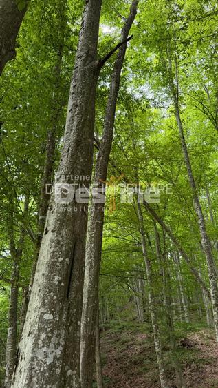 PĂDURE DE VÂNZARE – 17 HA – VALEA MARE, COMUNA BĂLILEȘTI, JUDEȚUL ARGEȘ - 12