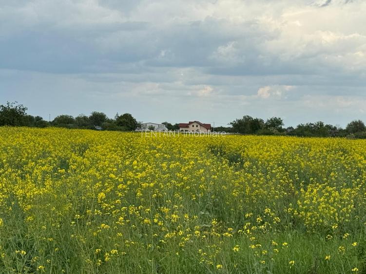 Vanzare Teren  intravilan 8000mp Adunati Copaceni Giurgiu - 10