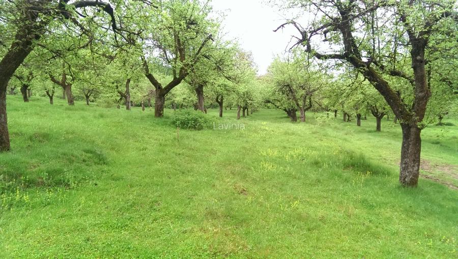 Vand Teren Livada 7.2 hectare - 5