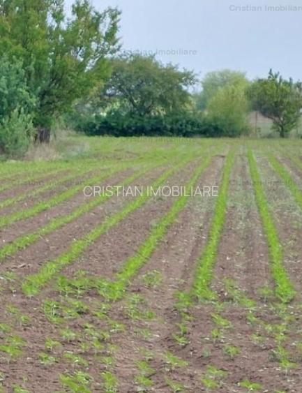 la Soseaua Principala (Braila-Buzau) Teren 9000 mp deschidere 120m  Lacu Sarat - 2