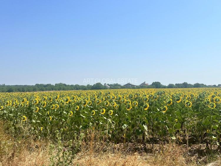 Teren Intravilan Balotesti Biserica Sfantul Nicolae COMISION 0% - 7