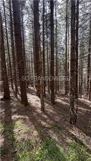Teren 1400mp intravilan padure in statiunea Paltinis -zona statia Meteorologica - 5