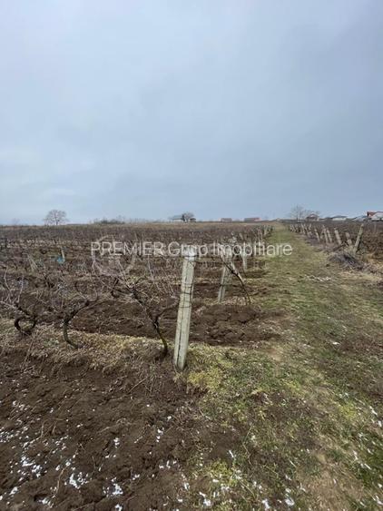 Teren 4.209mp, Chicerea, Comuna Tomești - 2