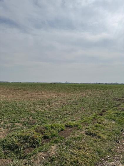 Vanzare Teren 5000mp intravilan Magurele