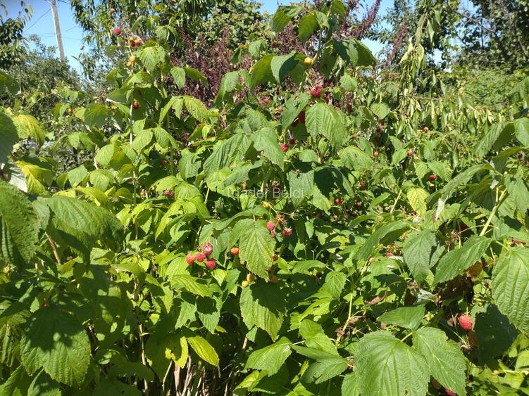 Casa de vacanta Corbii Mari cu teren generos livada si gradina - 6