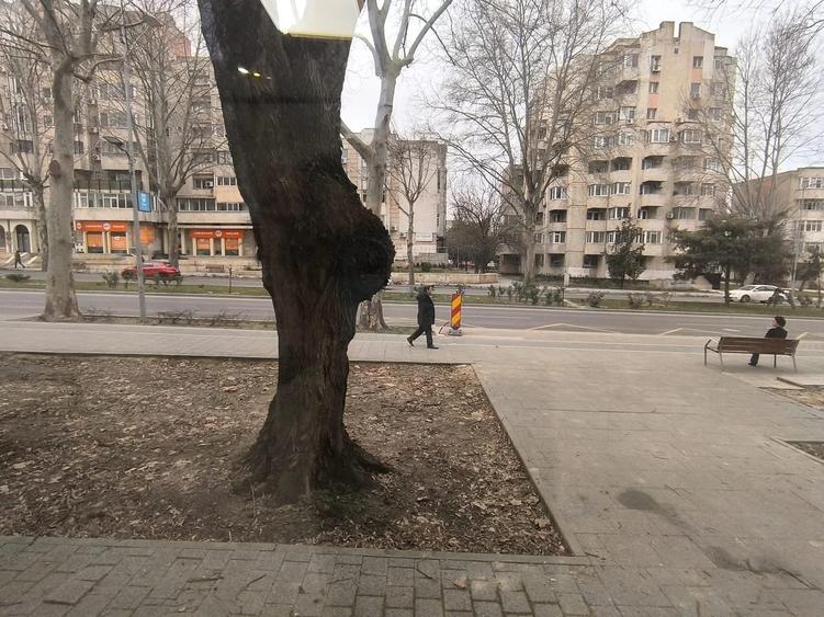 CAPITOL - Bdul Mamaia parter de vila stradal!