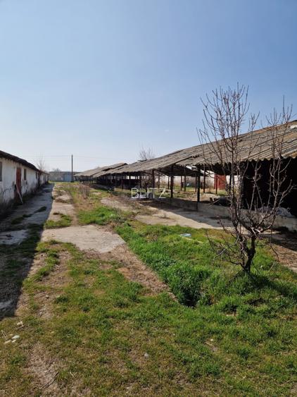 Fermă de vânzare 8 ha – Balș, județul Olt - 8
