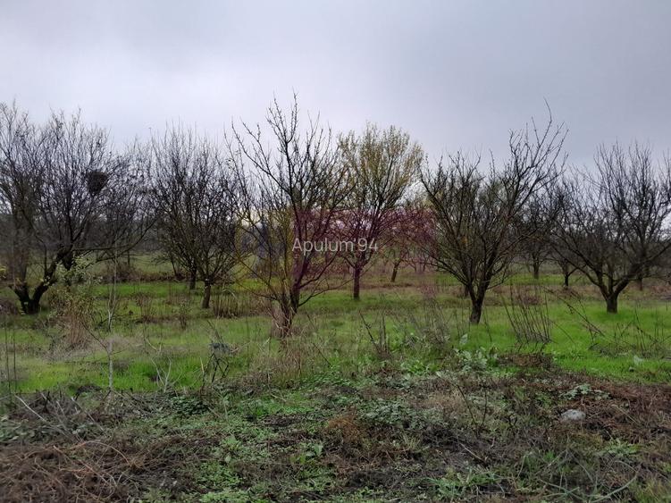 BARCANESTI -  casa +curte+teren 16k mp - 53