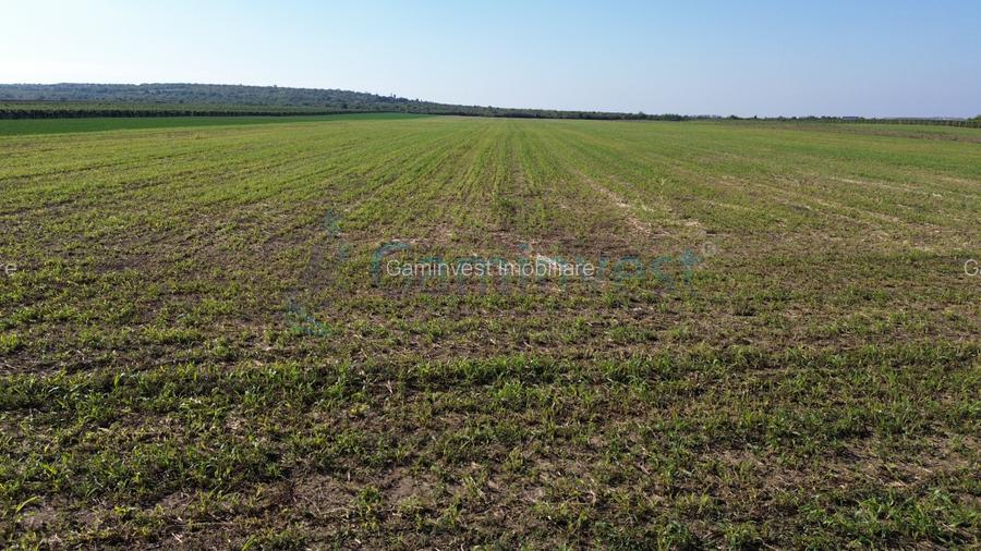 Teren intravilan de vanzare, 66400 mp, langa Oradea, Bihor  - 16