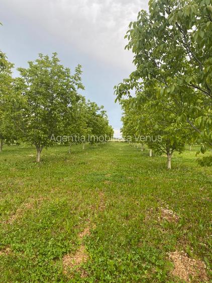 Livada de nuci cu suprafata de 4 hectare - 2