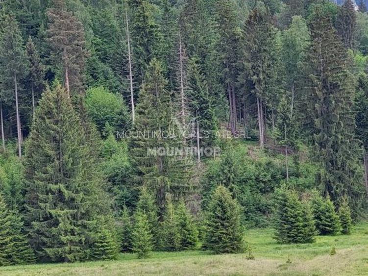 Teren intravilan în Poiana Brașov, 0% COMISION - 4