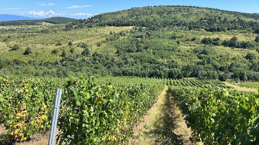 Vie de 115 Hectare în satul Dud, județul Arad - 3