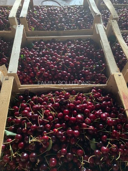 De Vânzare – Fermă de Pomi Fructiferi, 48,8 ha, Iancu Jianu, Jud. Olt - 23