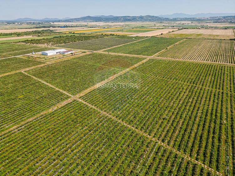 BUSINESS DE VANZARE Plantatie de afin din Romania - 4