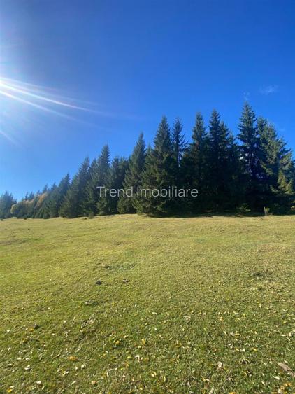 Teren extravilan la Poiana Horea - Belis - 16.000 mp - 4