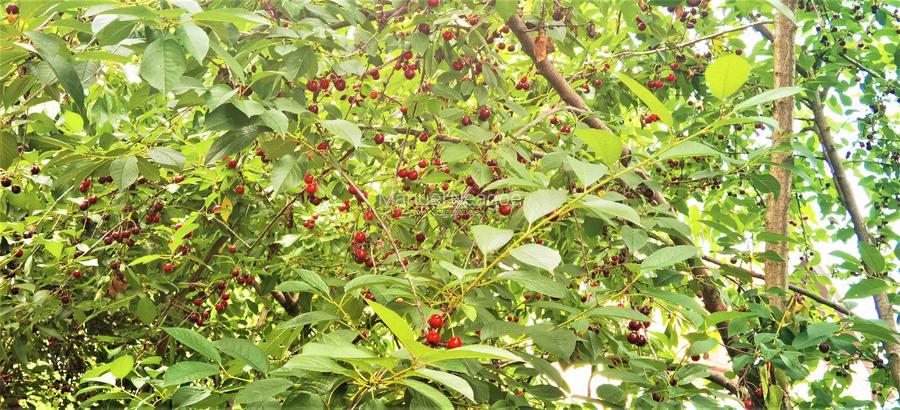 Manuel recomanda : Vila superba in Cornu de Jos 295mp , teren 1360mp - 34