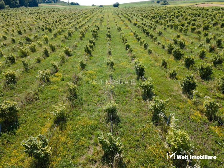 Teren nucifer cu plantatie de aluni, sat Frata, jud. Cluj - 3
