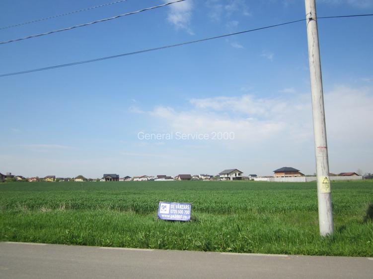 Domnesti-Narciselor - 13