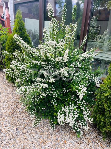 Casa moderna in Selimbar, 4 camere, renovata si gata de mutare - 16