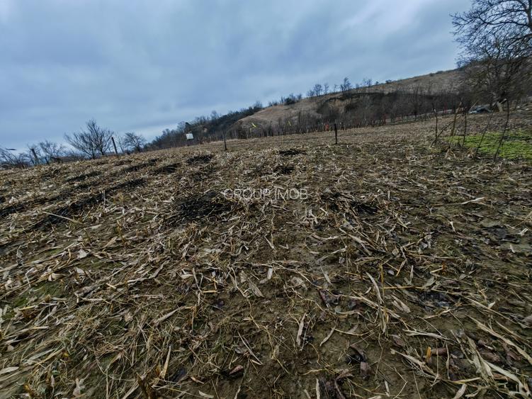 Teren intravilan central, Magura - 5