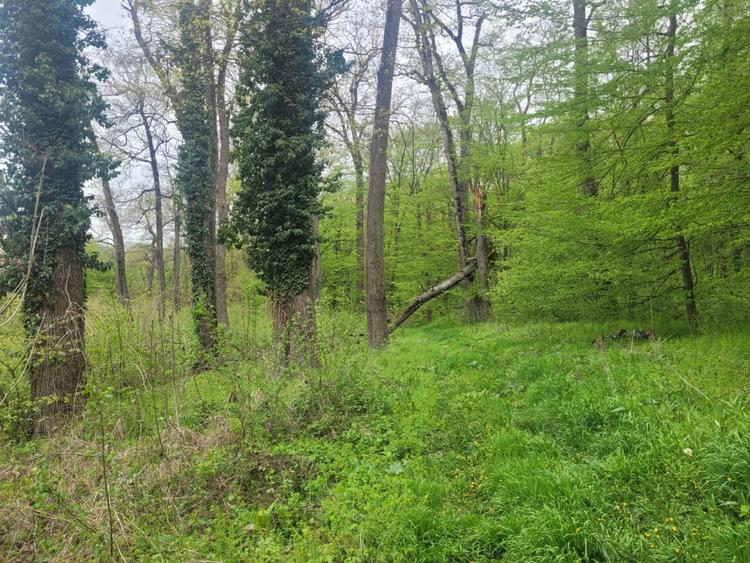 SUPER OCAZIE TEREN 4000MP DE VANZARE IN SNAGOV CU DESCHIDERE LA LACUL SNAGOV,NEG