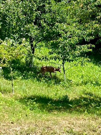 Teren intravilan 5660 mp - 3