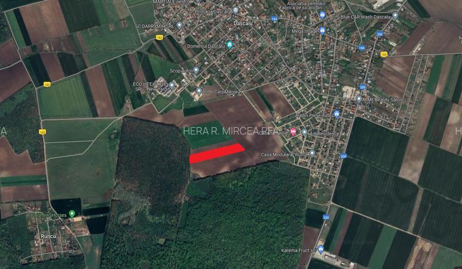 Teren intravilan 13.500 mp Dascalu - Padure Runcu - 3