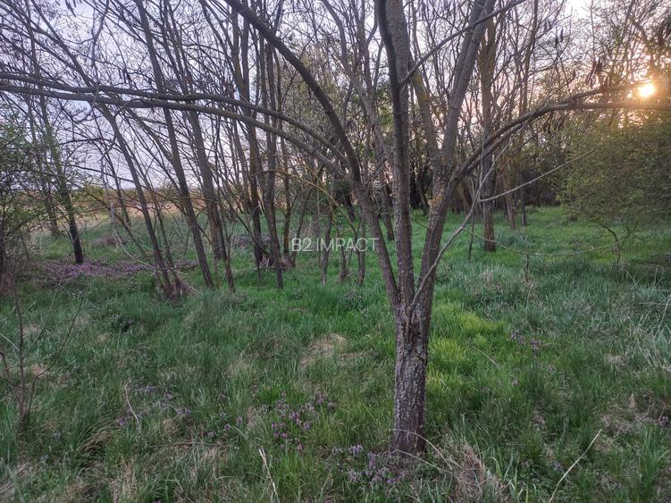 Teren de vanzare in Snagov, Jud. Ilfov - 5