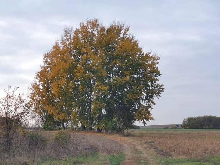 Teren de vânzare “Dumbrava Minunata” în Domnesti, Ilfov - 14