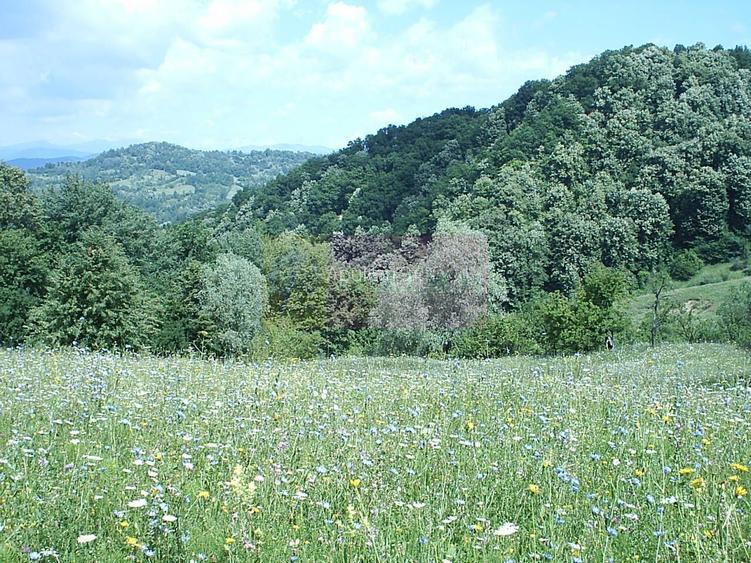 Teren intravilan de vanzare in Telega - 7