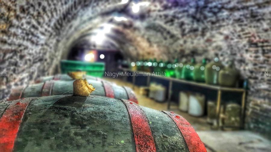 Investiție rară în Bihor - 4