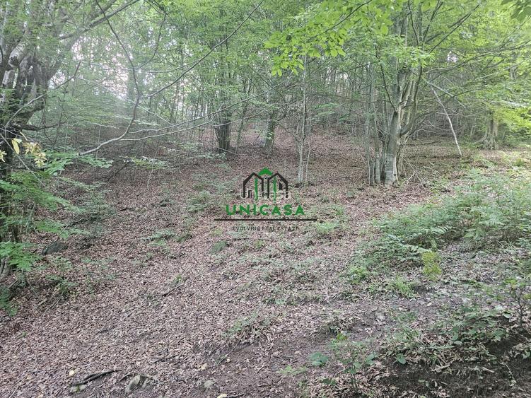 Teren extravilan  cu potential turistic - Brezoi - 4