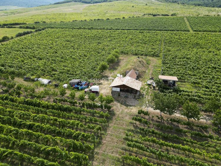 Vie Tradițională „Halta Lupilor” - 40