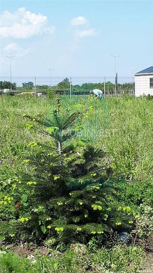 Teren Intravilan Crevedia-Cocani - Academia Titi Aur - 4