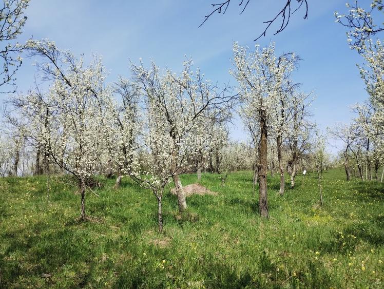 TEREN INTRAVILAN 1400 mp cu cabană și livadă, Gârbova de Sus (Aiud), zonă bună - 6