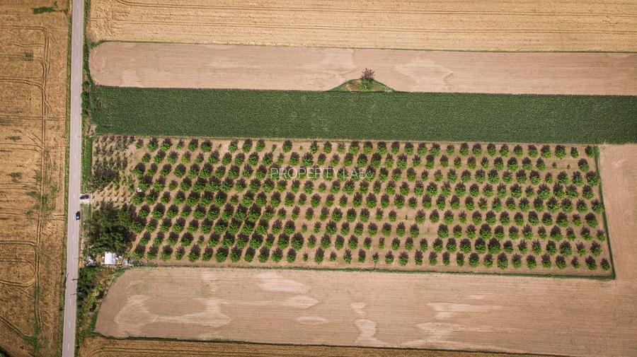 Livadă de nuci altoită și ecologică 2.5ha - 6