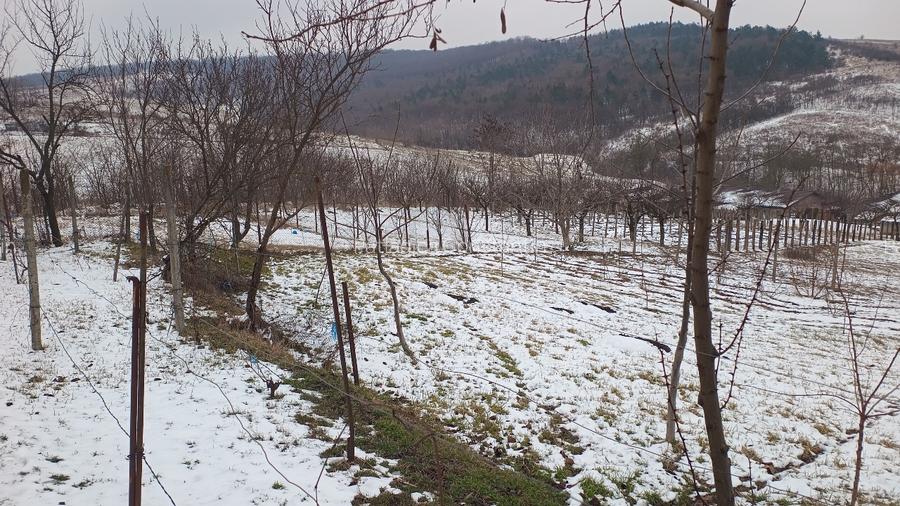 Teren intravilan 704 mp, acces asfaltat, priveliste Padurea Breazu - 4