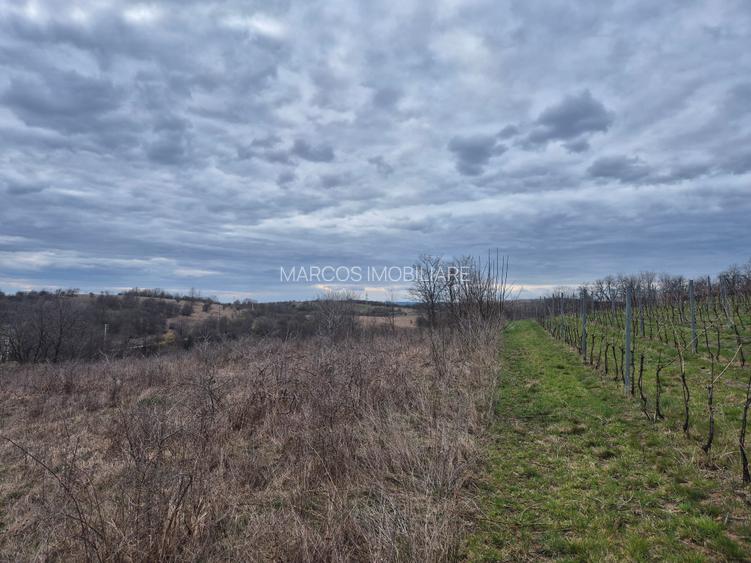 Vand 2 parcele de 5700 mp zona Iabalcea - 10