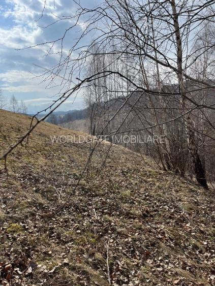 Vanzare Teren cu Punct de Belvedere in Moieciu zona Magura-Pestera - 20