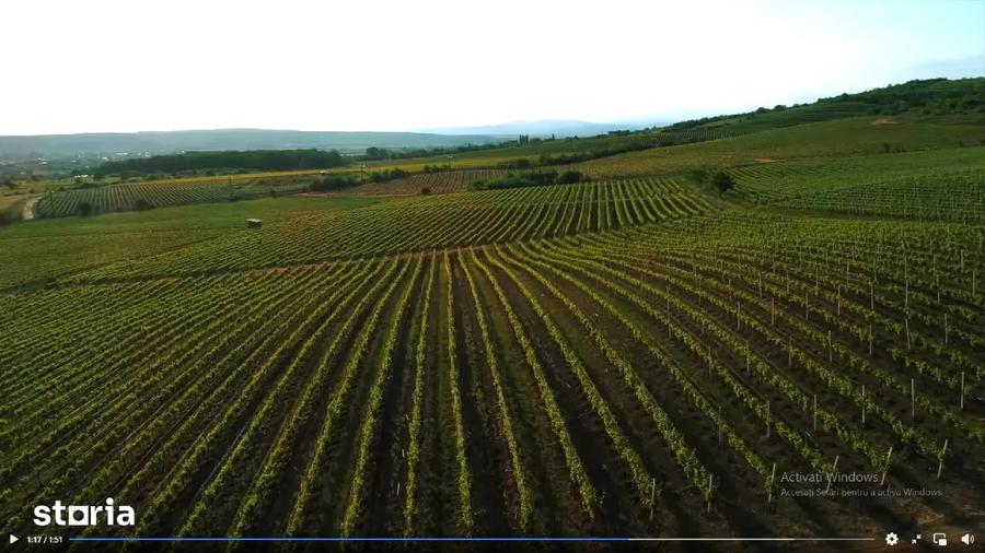 Vie Vanzare Podgoria Dealu-Mare, Boldesti-Scaeni, Prahova - 16.50 ha compacte