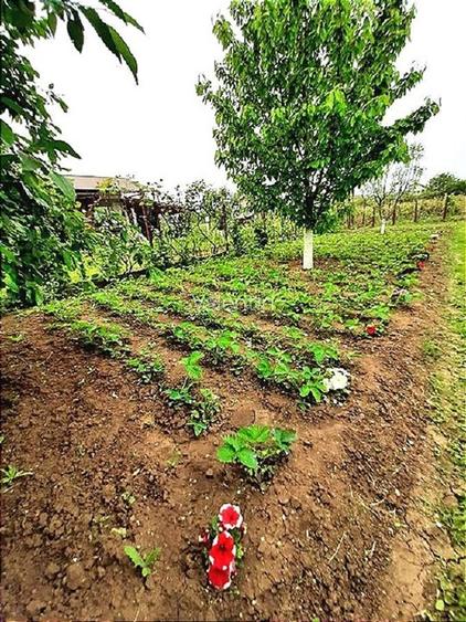 Casă 200mp + teren 2745mp la 30km Bucuresti - preț ajustat pentru vânzare rapidă - 15