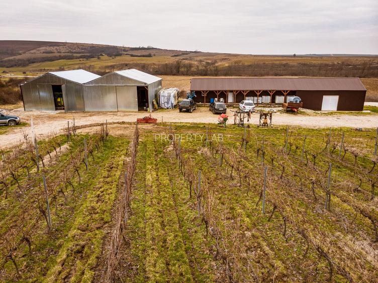 Vie de 115 Hectare în satul Dud, județul Arad - 2